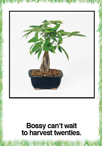 Bonsai Braided Money Tree