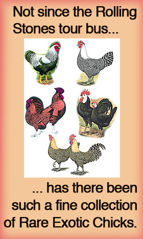 McMurray Hatchery’s Ornamental Layer Collection.