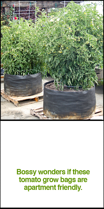 Tomato Grow Bag