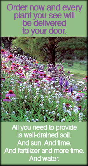 White Flower Farm’s Butterfly Magnet Collection.