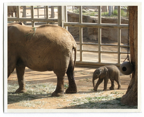 Visit the Baby Animals at the Zoo