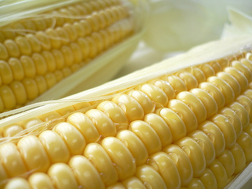 corn.jpg