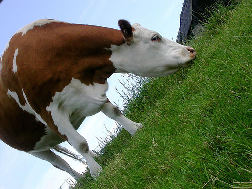 cow.jpg