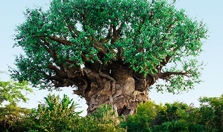 Things To Do at Disney Things To Do at Disney