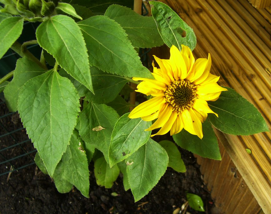 Gardening with Kids: Summer Planting
