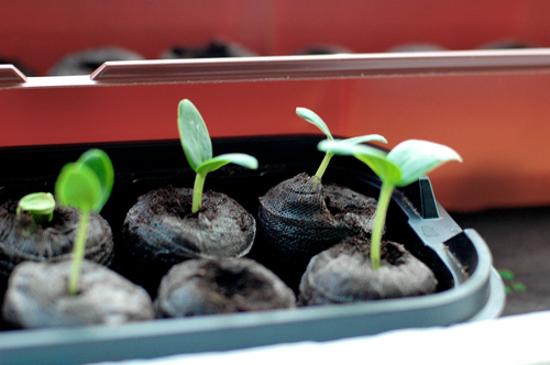Gardening with Kids