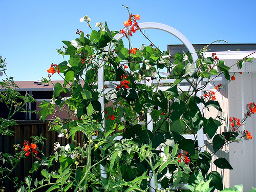 Gardening with Kids