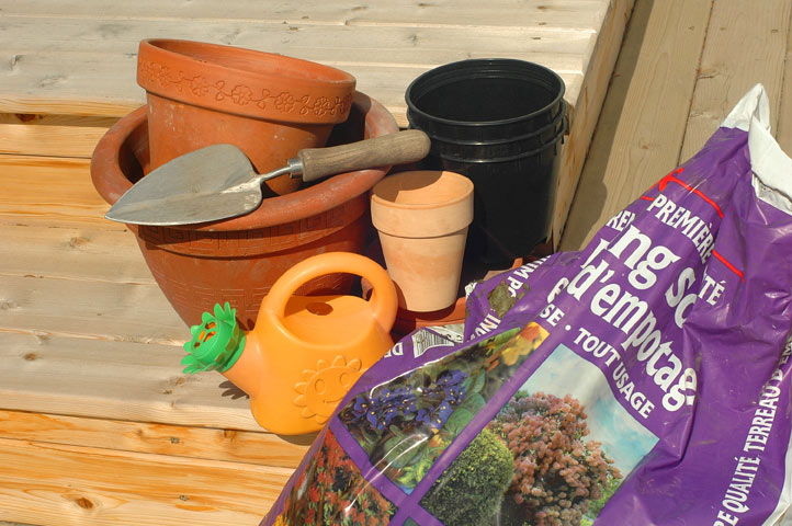 Gardening with Kids: Potted Flowers