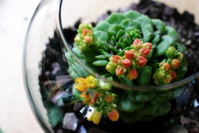 Terrariums for Kids