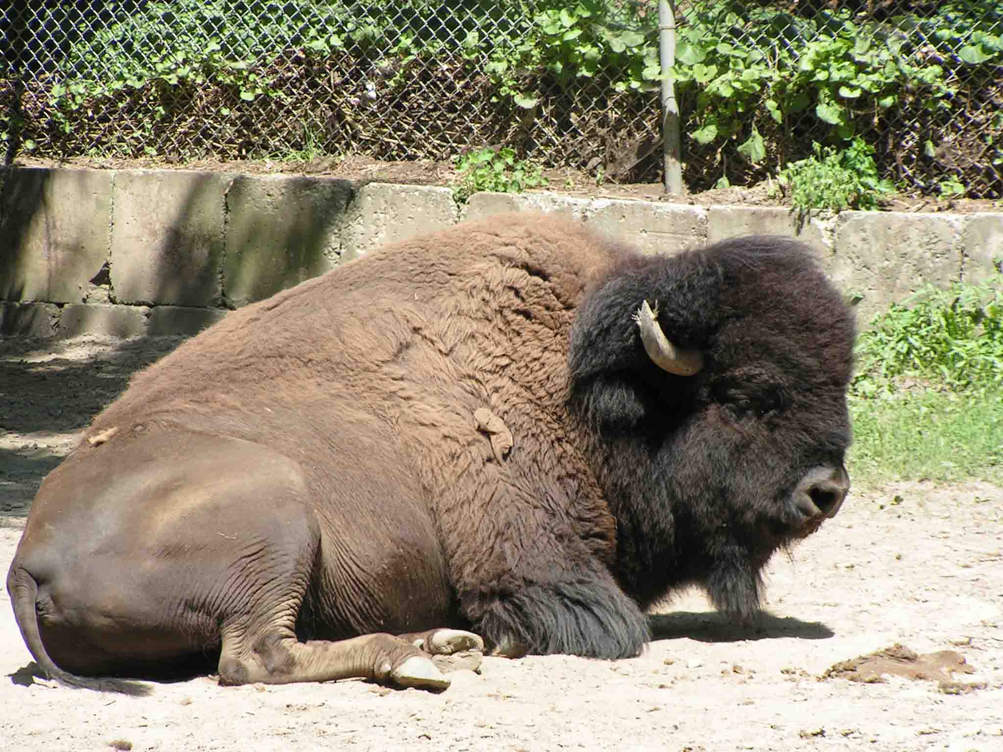 toronto_zoo_bison.jpg