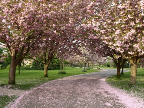 Have an Hanami Picnic or Dinner under the Cherry Blossoms