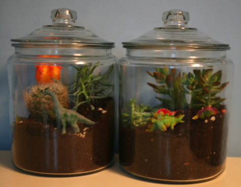 Make a Terrarium with your kids