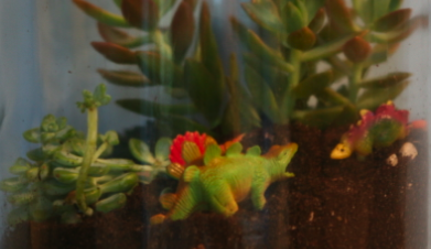 how_to_make_a_terrarium_3.png