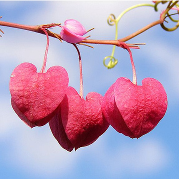 hearts.png