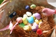 birdnest.jpg
