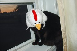 chickenheaded-cat.jpg