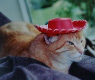 howdycat.jpg