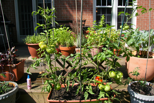 container-garden-2.jpg