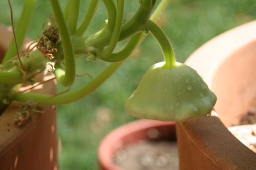 container-garden-3.jpg